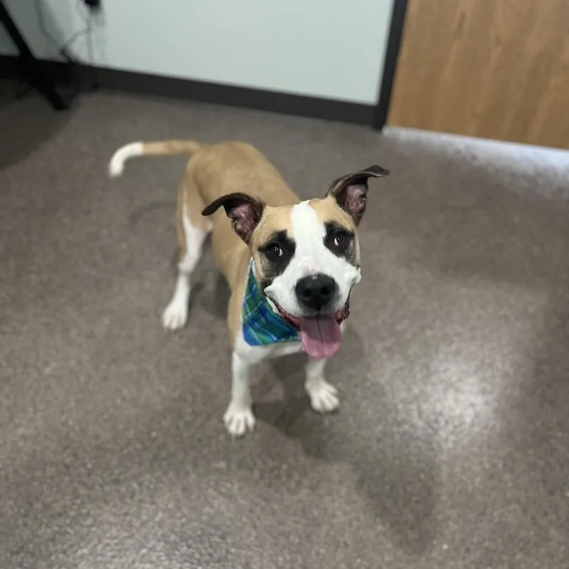 An adult large-sized male Yellow / Tan / Blond / Fawn Mixed Breed dog named Nash for adoption in Sault Sainte Marie, MI