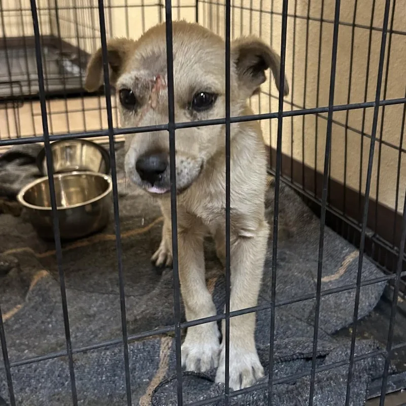 A baby small-sized male Yellow / Tan / Blond / Fawn Shepherd dog named Peddler for adoption in Flagstaff, AZ