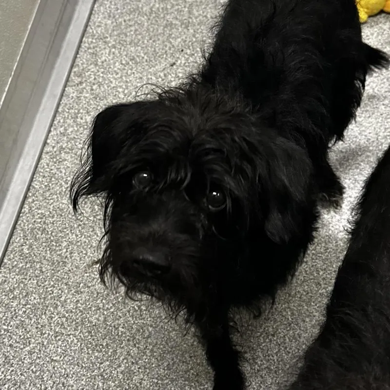 An adult small-sized male Mixed Breed dog named Teriyaki for adoption in Hinsdale, IL