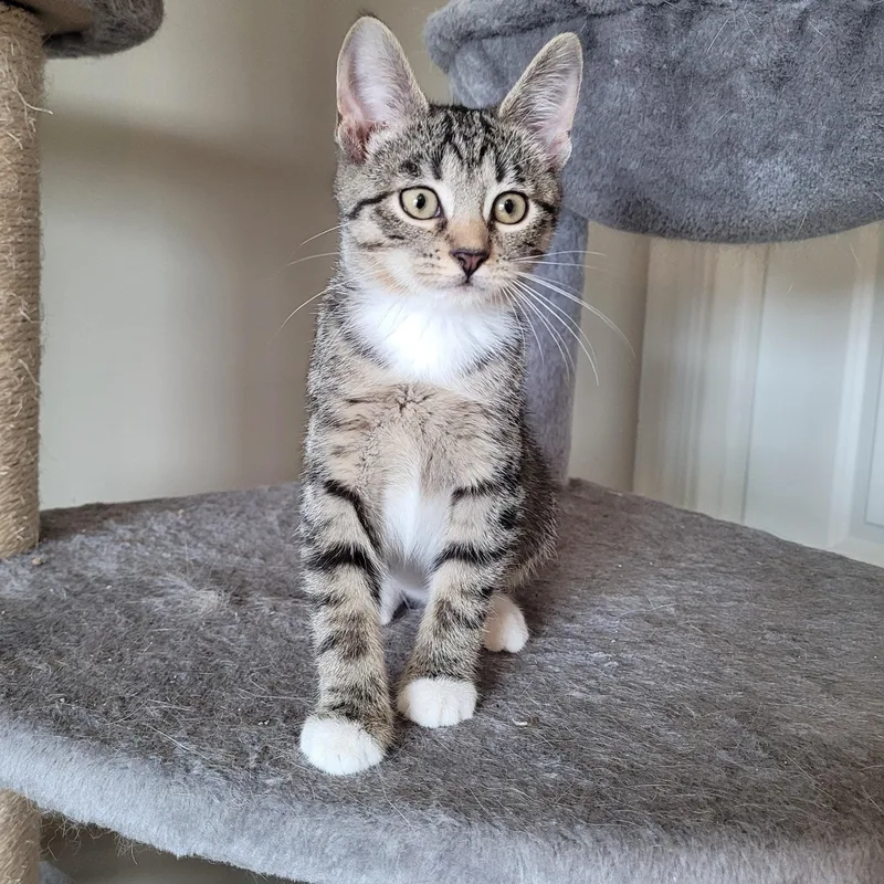 A baby medium-sized male Tabby (Brown / Chocolate) Domestic Short Hair cat named Parker & Blair for adoption in Whitestown, IN