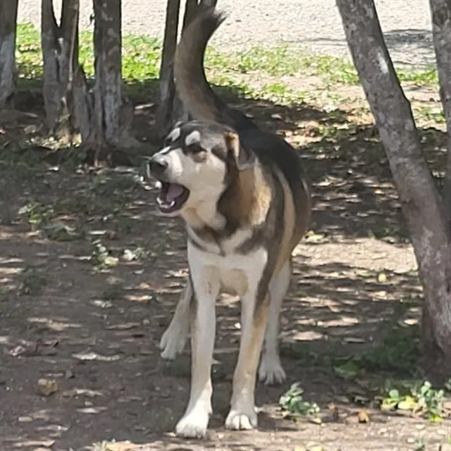 A young medium-sized male Husky dog named Raccoon for adoption in San Antonio, TX