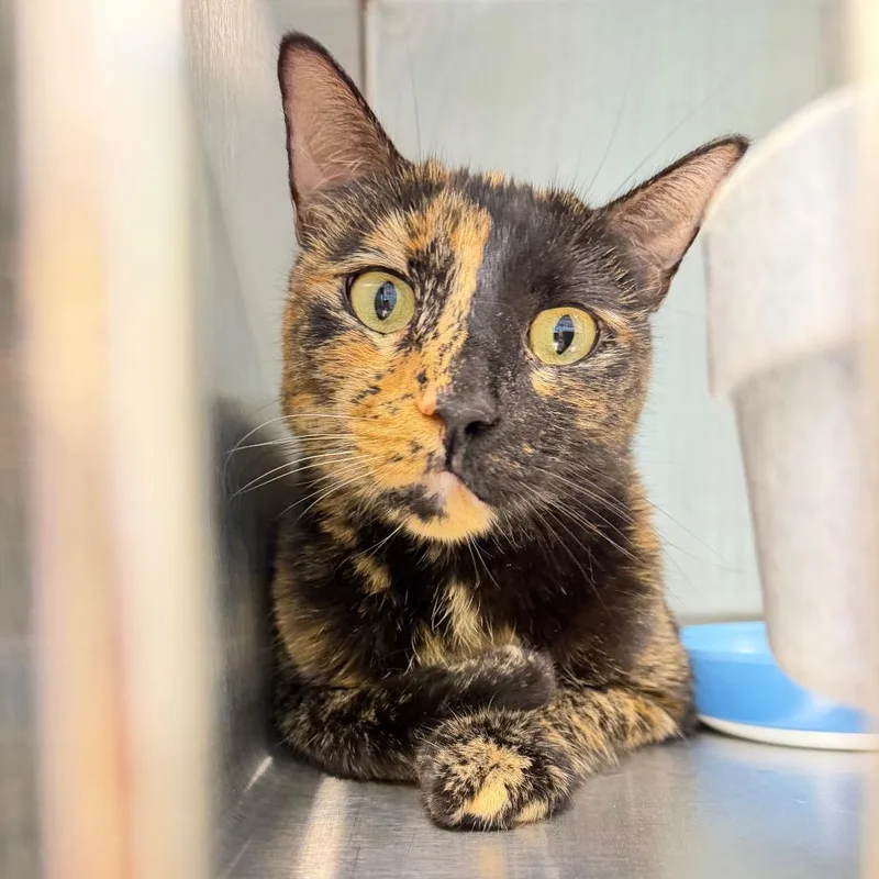A young medium-sized female Tortoiseshell Domestic Short Hair cat named Clarice for adoption in Englewood, FL