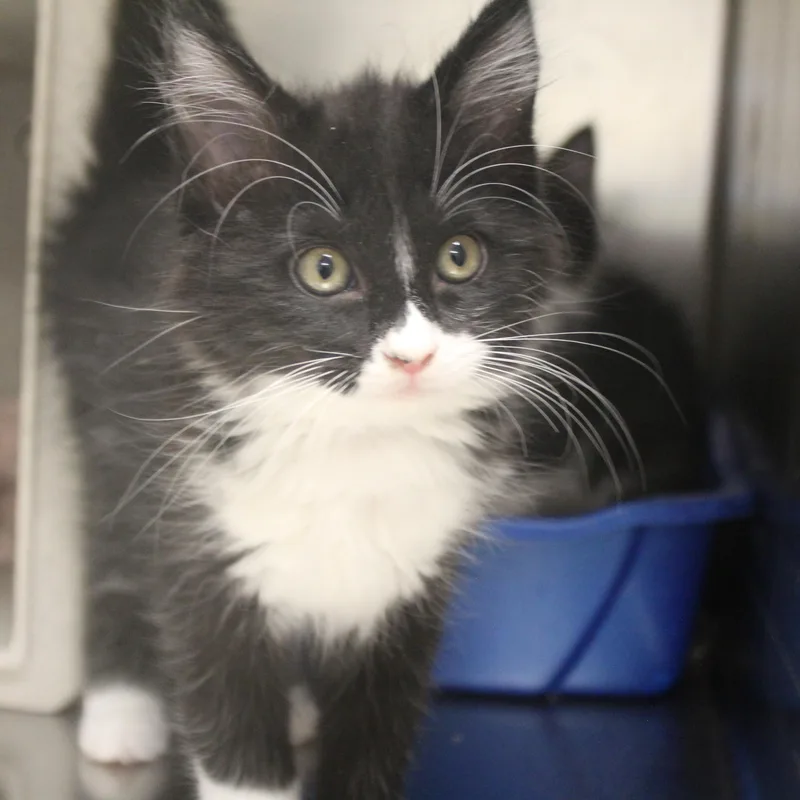 A baby medium-sized female Black & White / Tuxedo Domestic Medium Hair cat named Paris for adoption in Yucca Valley, CA