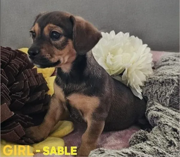 Sable