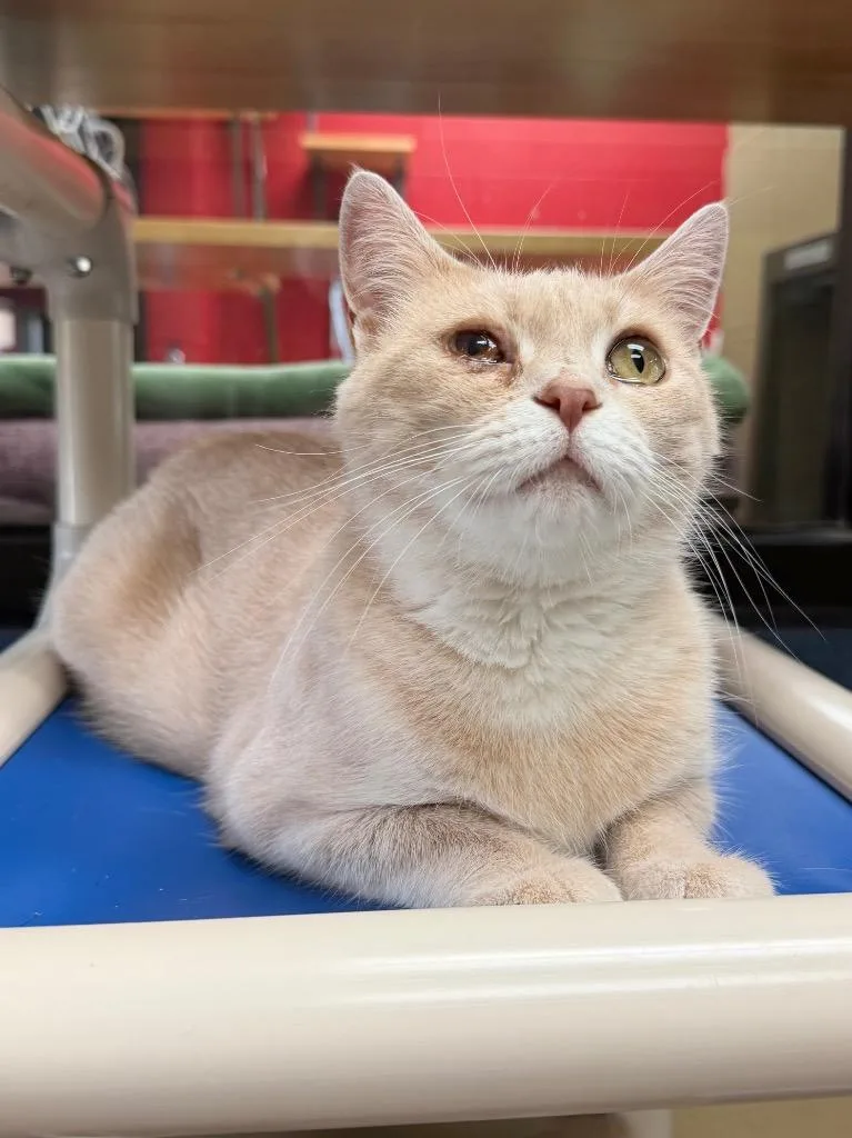 An adult medium-sized female Domestic Short Hair cat named Mao Mao for adoption in Cincinnati, OH