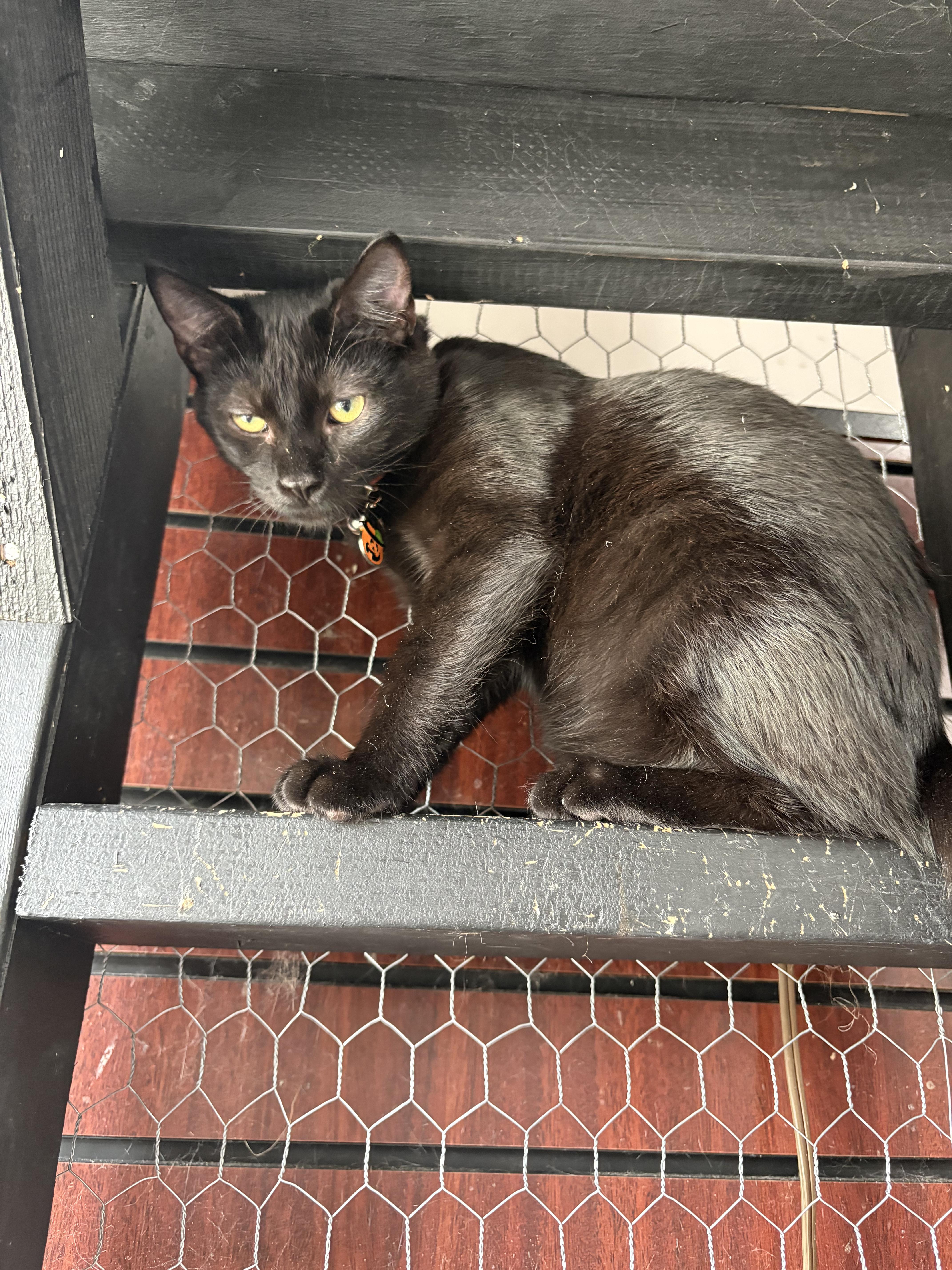 A baby small-sized male Domestic Short Hair cat named Uncle Fester for adoption in Galloway, NJ