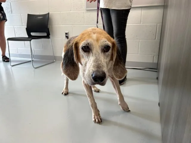 A senior medium-sized female Treeing Walker Coonhound dog named Marigold for adoption in Ocala, FL