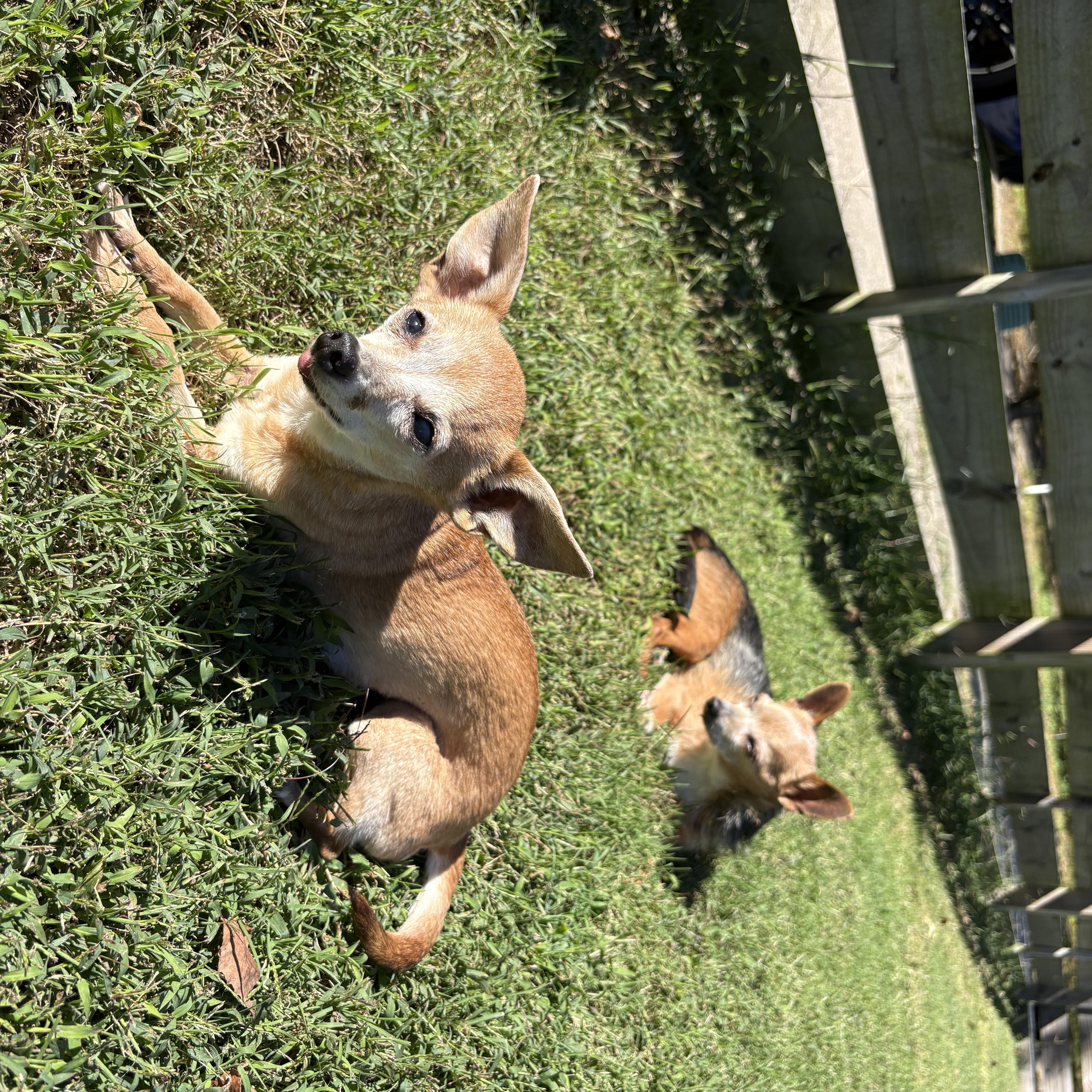 A senior small-sized female Chihuahua dog named Rosie for adoption in Durham, NC