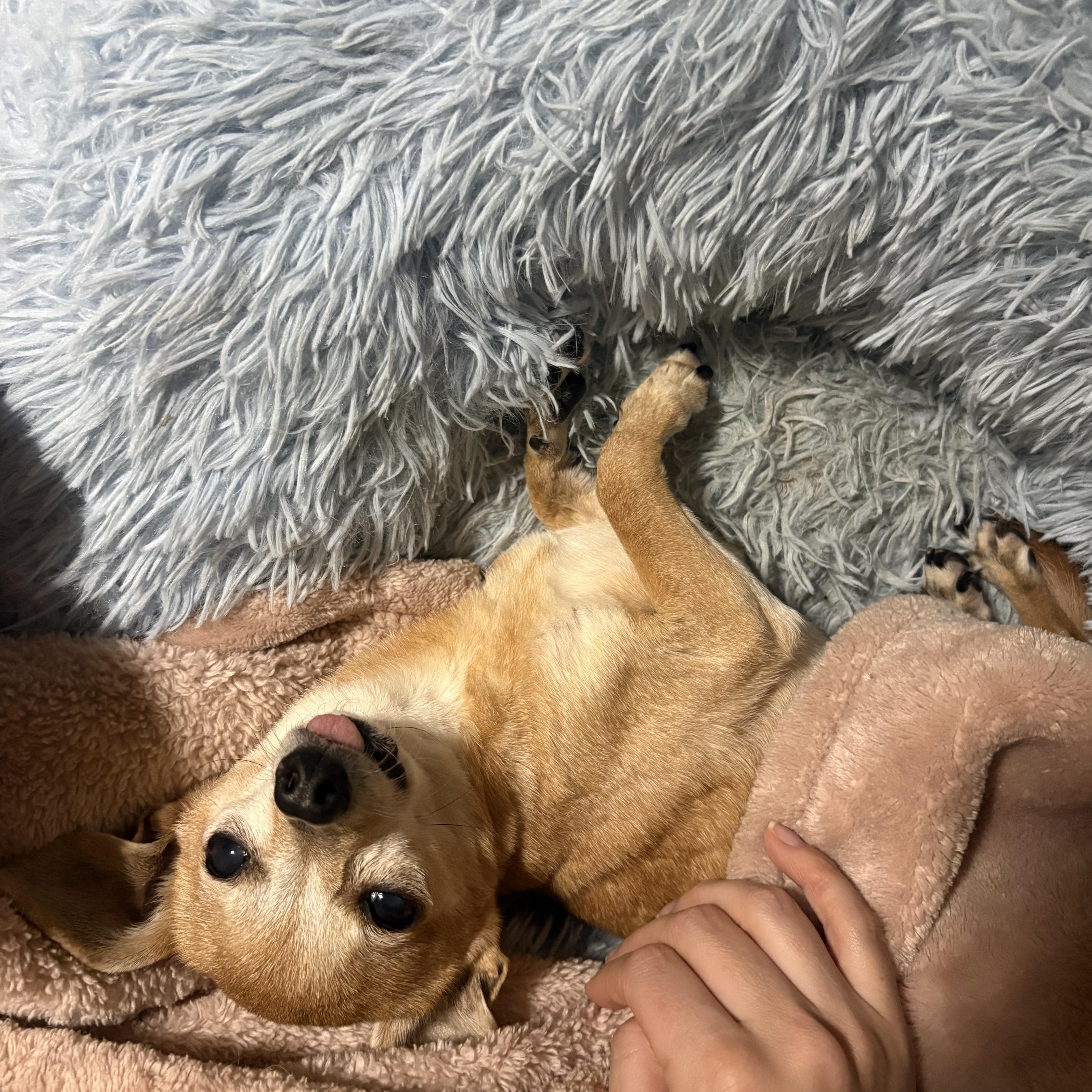 Rosie thumbnail 3