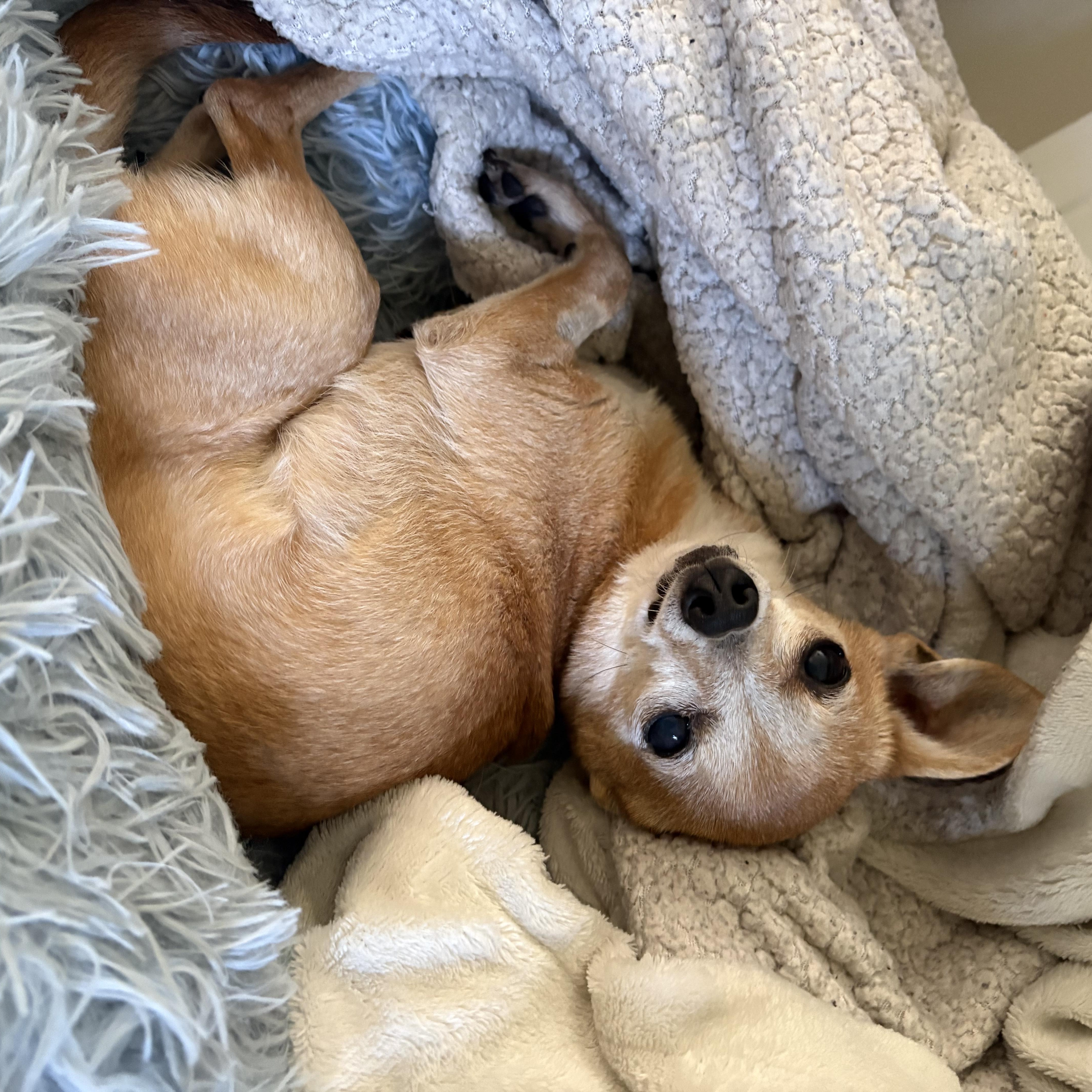 Rosie thumbnail 6