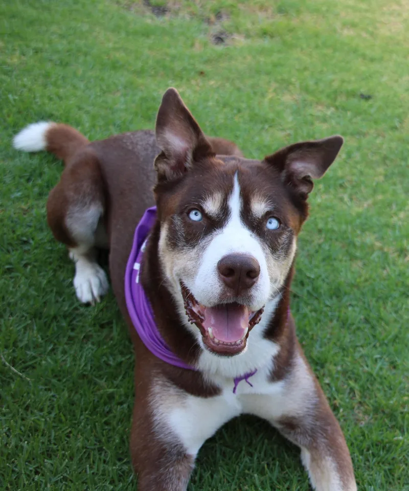 An adult medium-sized male Brown / Chocolate Shepherd dog named Rio for adoption in santa monica, CA