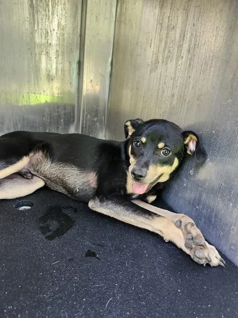 A young small-sized male Terrier dog named Kinder for adoption in San Antonio, TX
