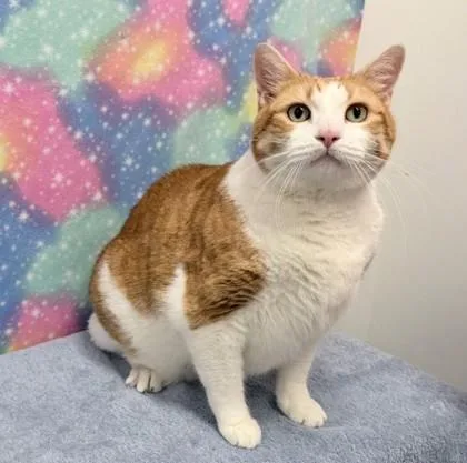 Hugo Bug thumbnail 2