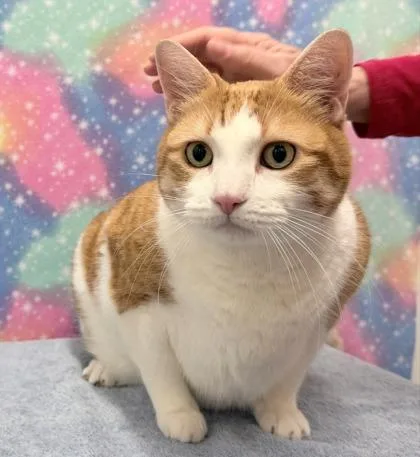 Hugo Bug thumbnail 3