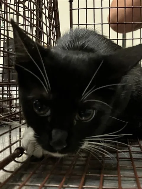 A baby small-sized female Domestic Short Hair cat named Zoop for adoption in Long Beach, CA
