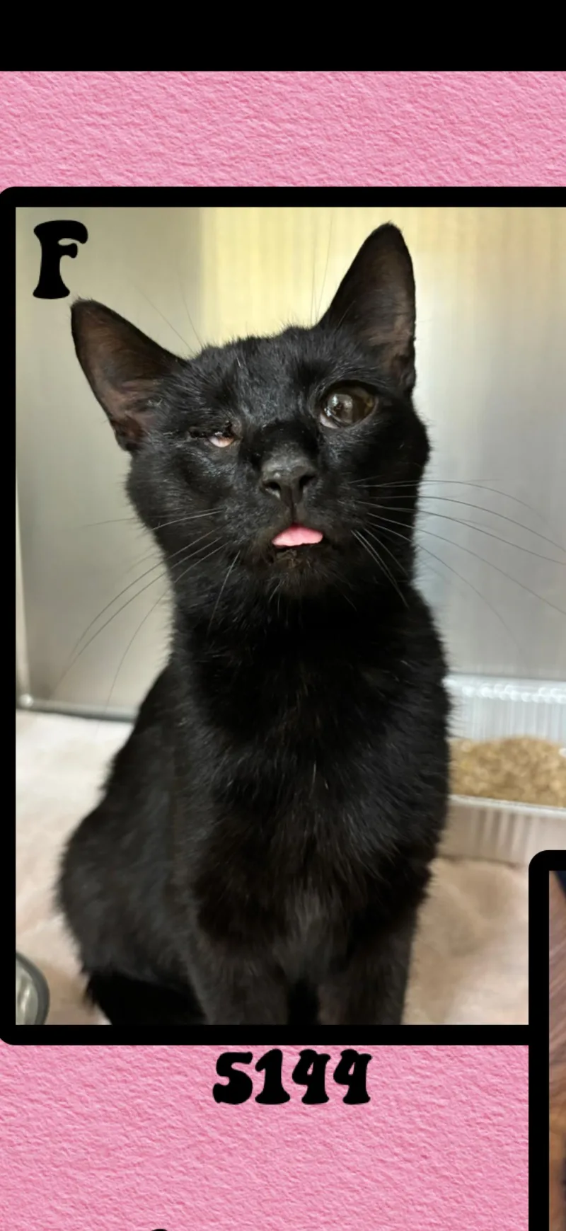 An adult medium-sized female Black Bombay cat named Ginny for adoption in Marvin, NC