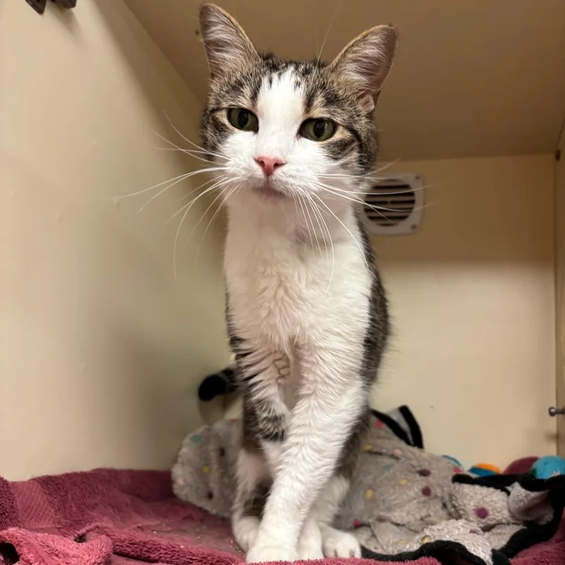 A senior medium-sized female Black Domestic Short Hair cat named Peanut for adoption in South Elgin, IL