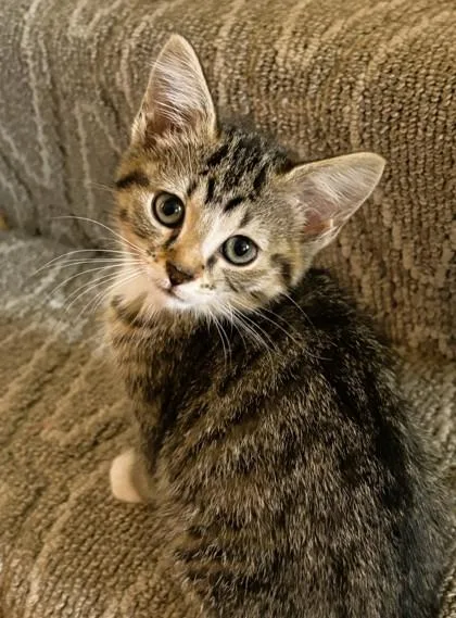 A baby small-sized female Brown / Chocolate Domestic Short Hair cat named Sassy for adoption in Kansas City, MO