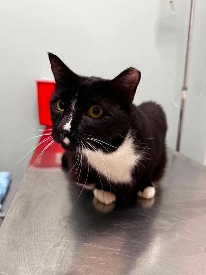 An adult large-sized male Black & White / Tuxedo Domestic Short Hair cat named Buddy for adoption in Annapolis, MD