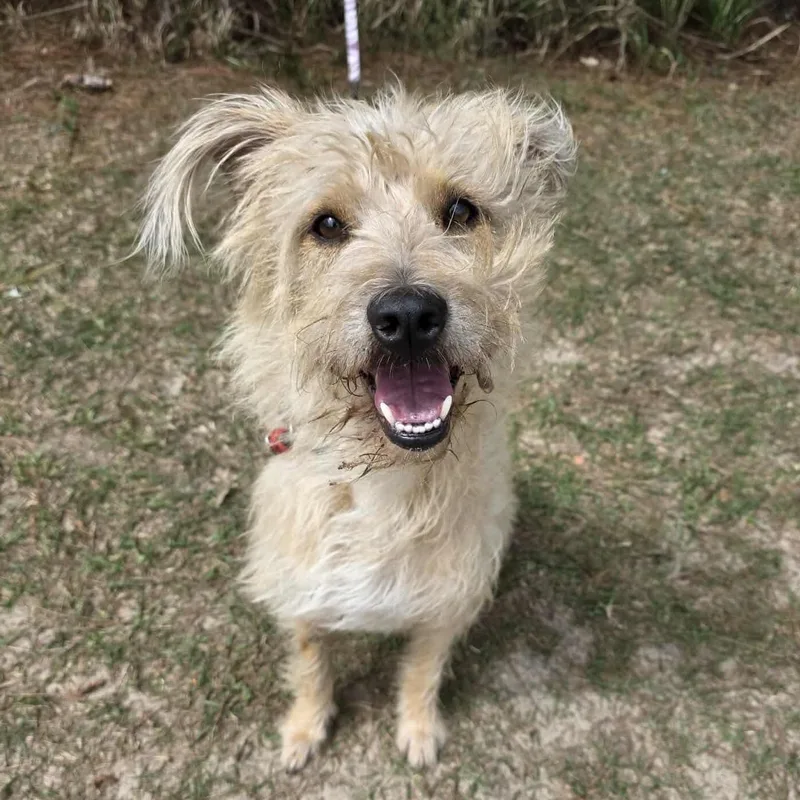 A young medium-sized female Apricot / Beige Cairn Terrier dog named Roxie for adoption in Foley, AL