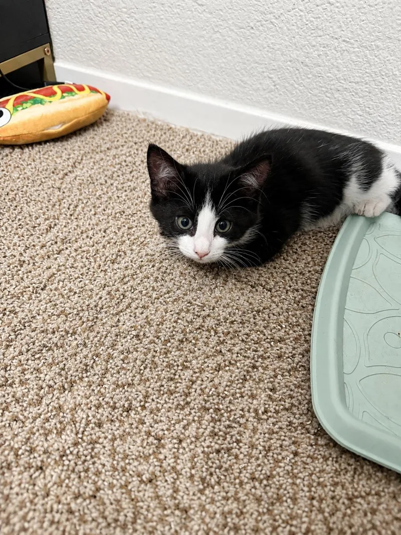 A baby small-sized male Domestic Short Hair cat named Fred for adoption in Rio Linda, CA