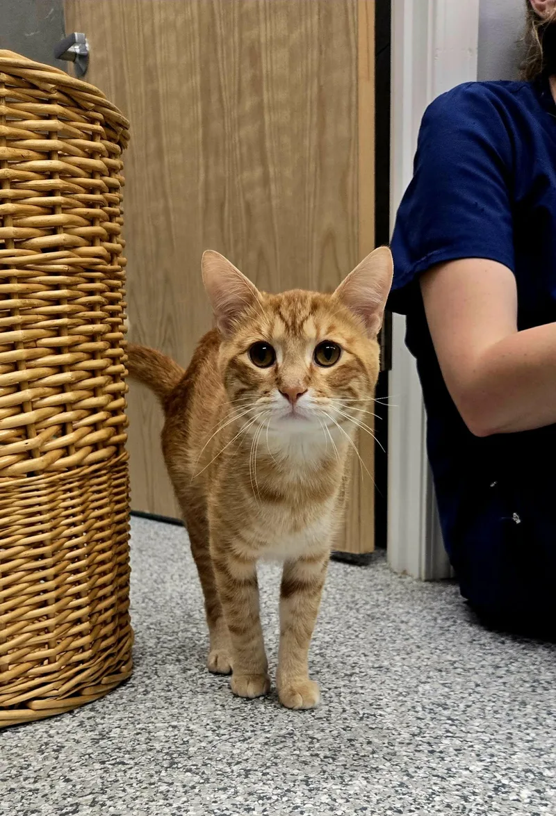 An adult medium-sized male Orange / Red Domestic Short Hair cat named Tim Curry for adoption in Blaine, MN