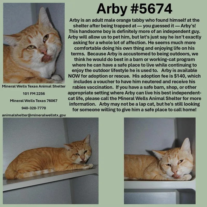A young small-sized male Domestic Short Hair cat named Arbys for adoption in Mineral Wells, TX