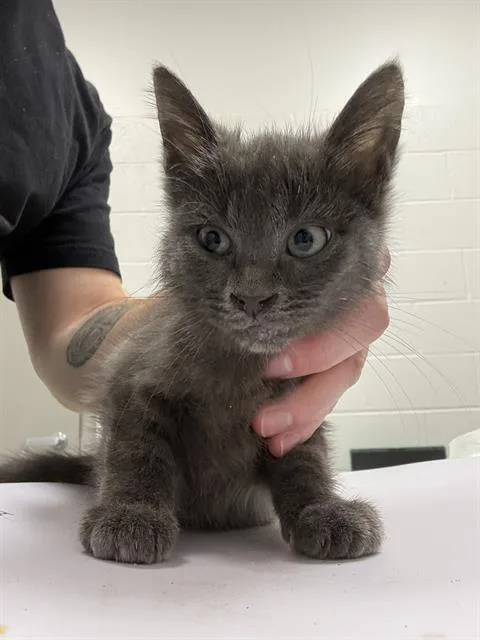 A baby small-sized male Domestic Short Hair cat named Bossk for adoption in Indianapolis, IN