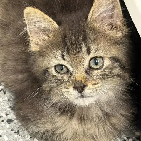 A baby large-sized male Domestic Long Hair cat named Francis for adoption in Bryan, OH