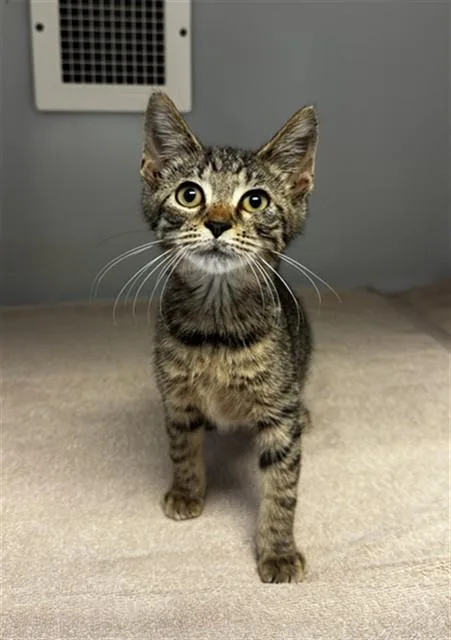 A baby small-sized male Domestic Short Hair cat named Whopper for adoption in Statesville, NC