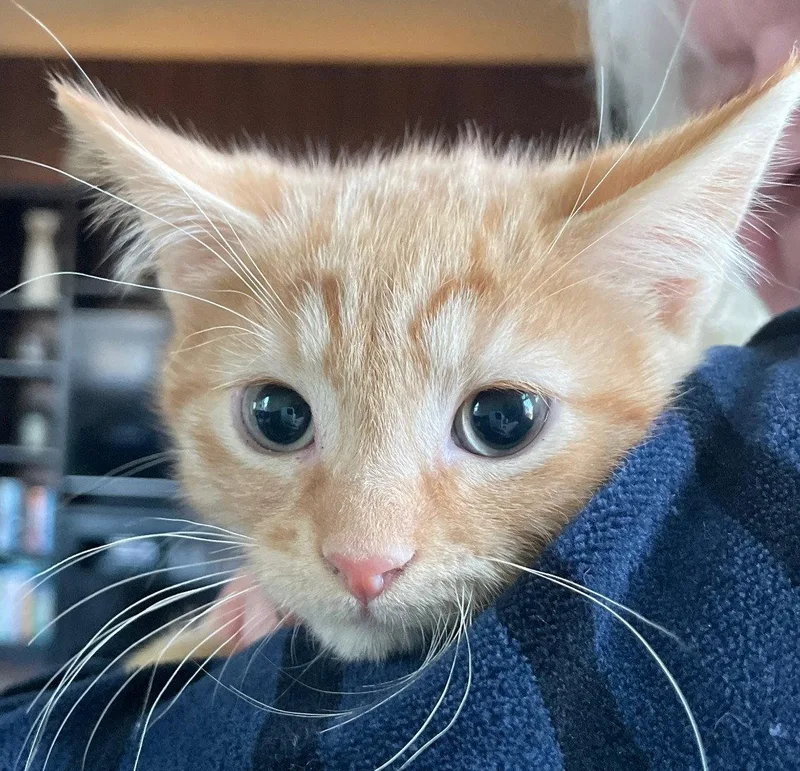 A baby medium-sized male Tabby (Orange / Red) Tabby cat named Oscar for adoption in Island Lake, IL