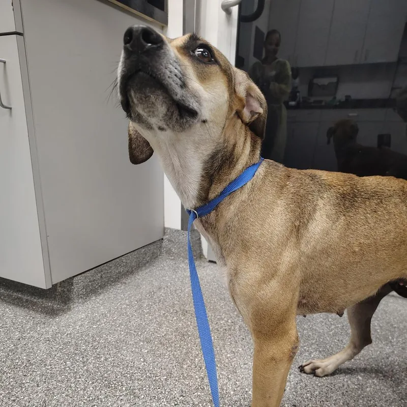 An adult medium-sized female Yellow / Tan / Blond / Fawn Plott Hound dog named Helga for adoption in Lakeland, FL