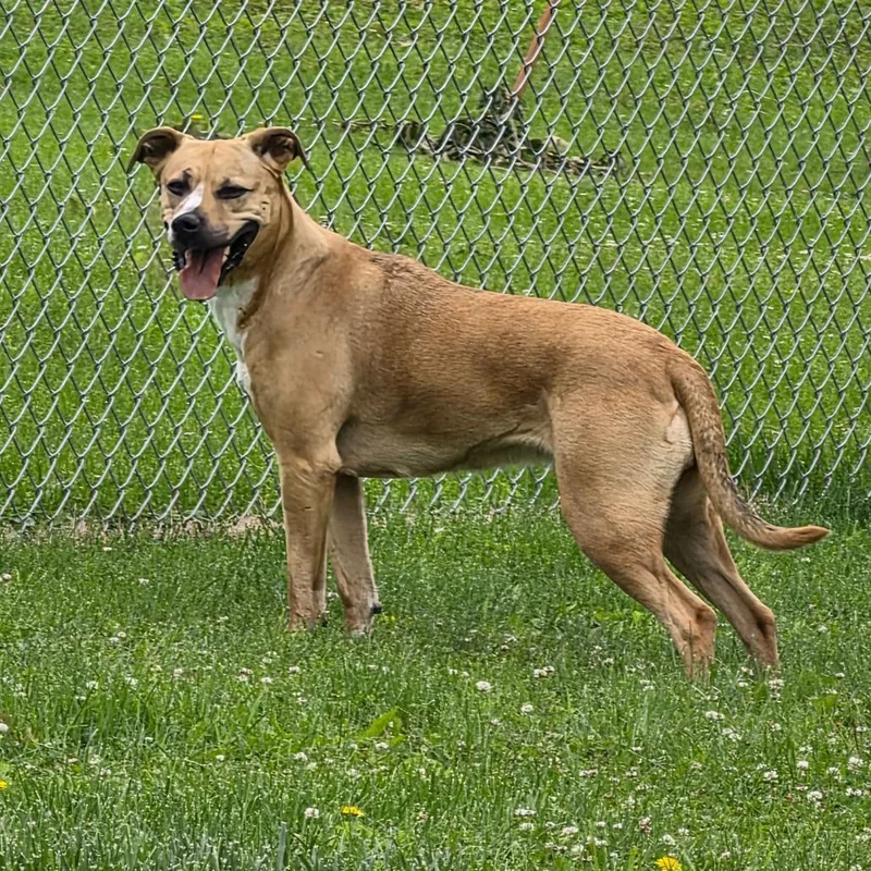 An adult medium-sized female Yellow / Tan / Blond / Fawn Black Mouth Cur dog named Kalypso for adoption in Marshalltown, IA