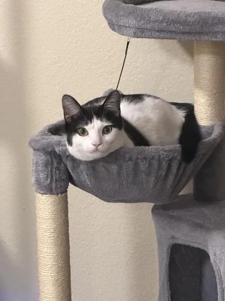 A young medium-sized male Domestic Short Hair cat named Pippin for adoption in Oceanside, CA