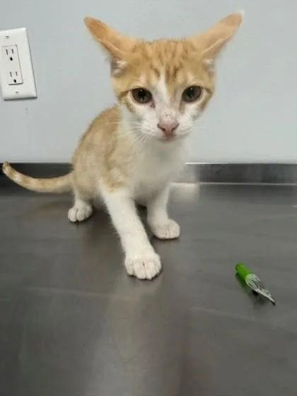An adult small-sized male Domestic Short Hair cat named Bienville for adoption in Port Allen, LA