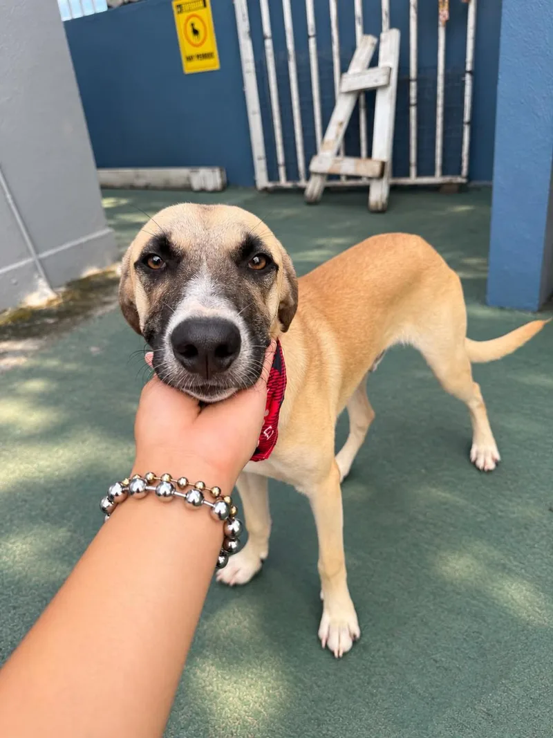A young medium-sized male Boxer dog named Gus for adoption in Albion, NY
