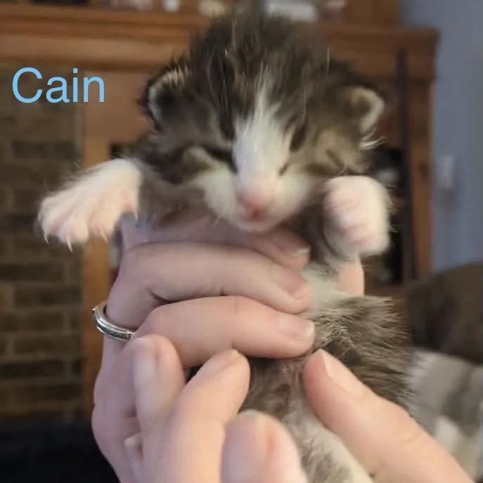 A baby small-sized female Black Domestic Short Hair cat named Cain for adoption in Spring Hill, KS