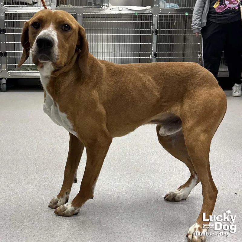 A young medium-sized male Redbone Coonhound dog named Bayou for adoption in Washington, DC