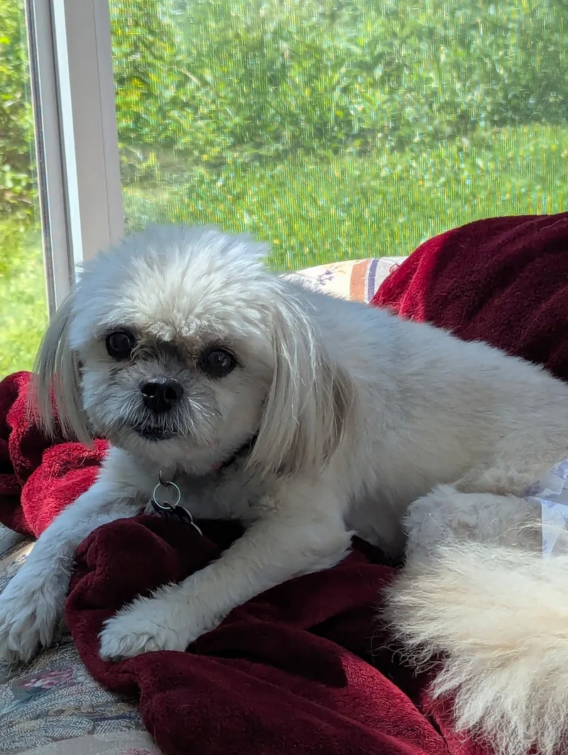Harlee  Os