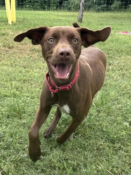 An adult medium-sized female Retriever dog named Zoey for adoption in San Antonio, TX