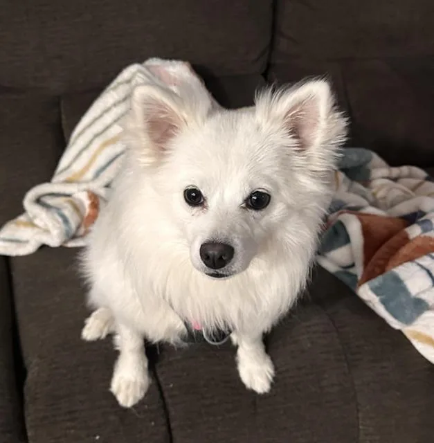 A young small-sized female American Eskimo Dog dog named Lumi for adoption in Centerville, MA