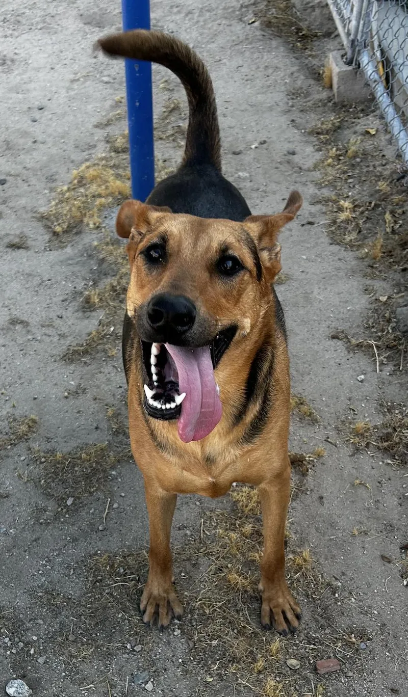 An adult medium-sized female Black German Shepherd Dog dog named Sammy for adoption in Amherst, MA
