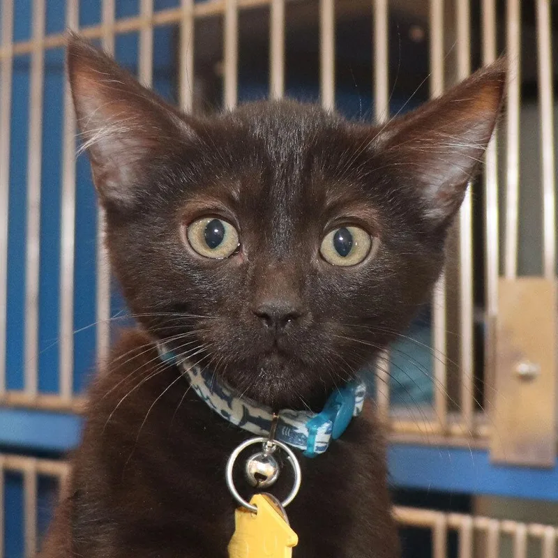 A baby small-sized male Domestic Short Hair cat named Cole for adoption in Port Washington, NY