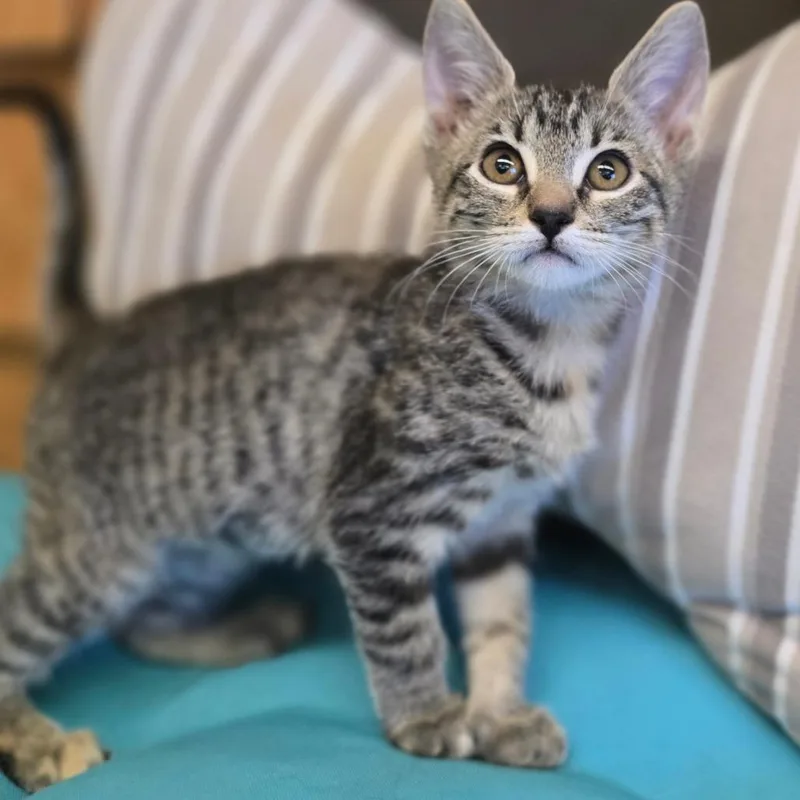 A baby small-sized female Gray / Blue / Silver Domestic Short Hair cat named Sonna for adoption in Wickenburg, AZ