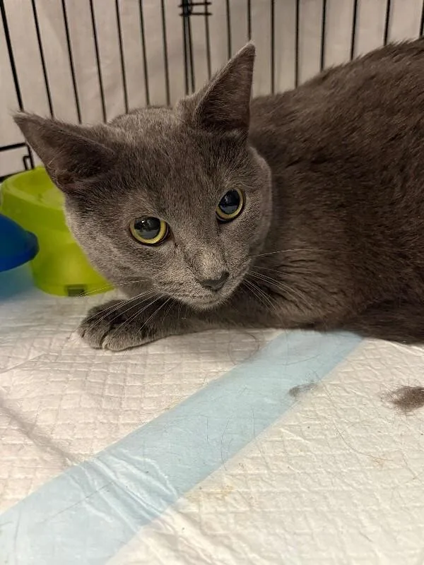 An adult medium-sized female Gray / Blue / Silver Domestic Short Hair cat named Noel for adoption in Cincinnati, OH