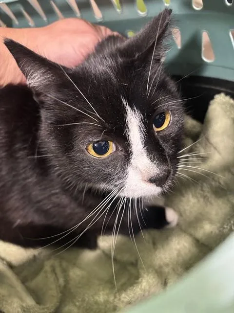 A young large-sized female Domestic Short Hair cat named Trinity for adoption in Louisville, KY