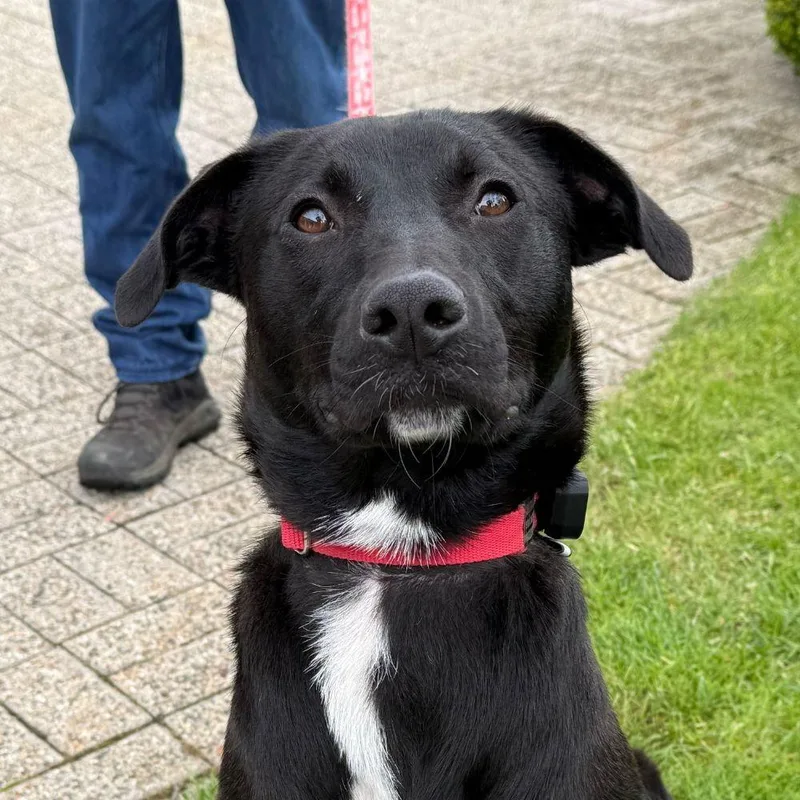 A young medium-sized female Labrador Retriever dog named Poppy for adoption in Bloomfield, CT