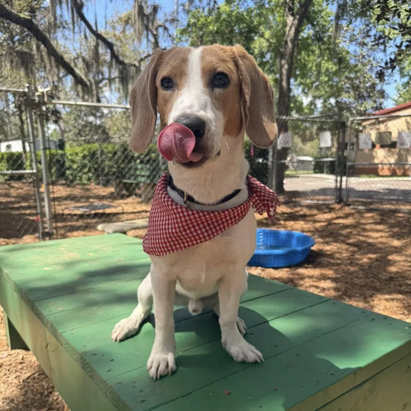 A young medium-sized male Tricolor (Brown, Black, & White) Foxhound dog named Nash for adoption in St. Augustine, FL