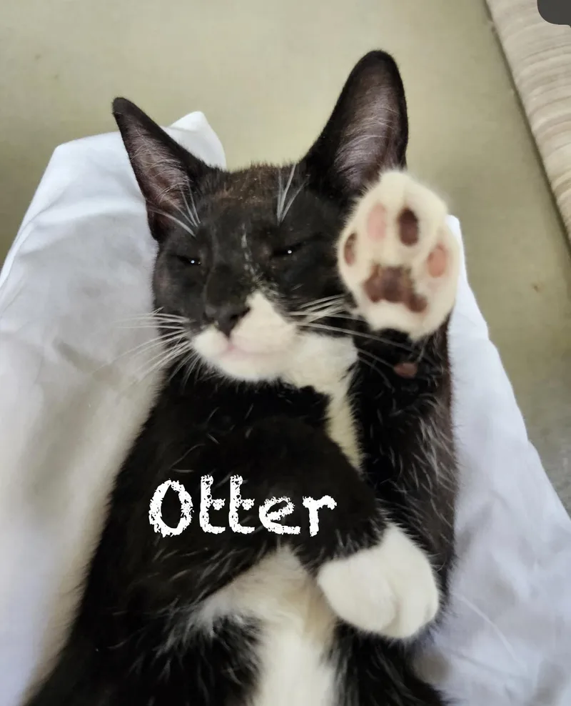 A baby medium-sized male Black & White / Tuxedo Domestic Short Hair cat named Otter for adoption in Pawleys Island, SC