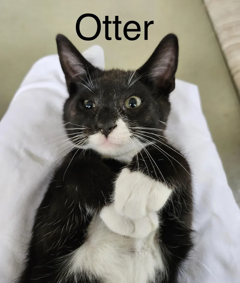 Otter thumbnail 2